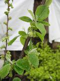 Snowdrop Tree / Halesia carolina